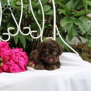 Ian, Toy Poodle Puppy